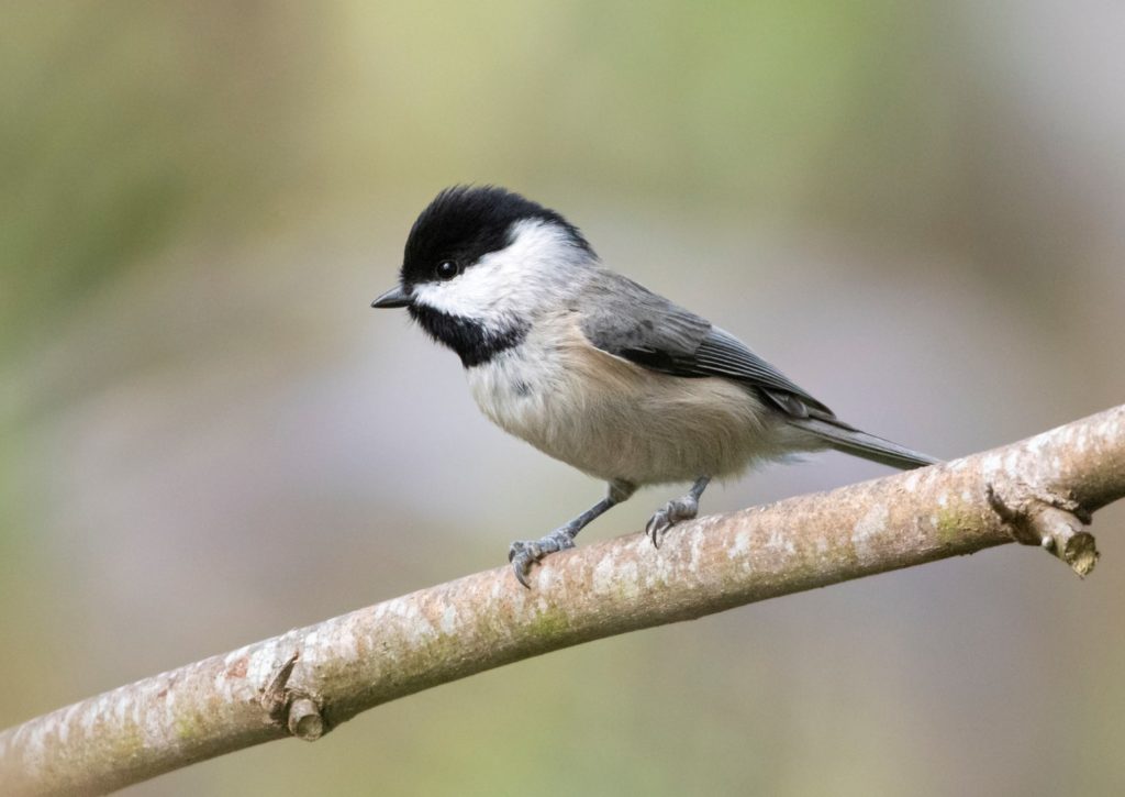 Black and white chickadee perched on branch