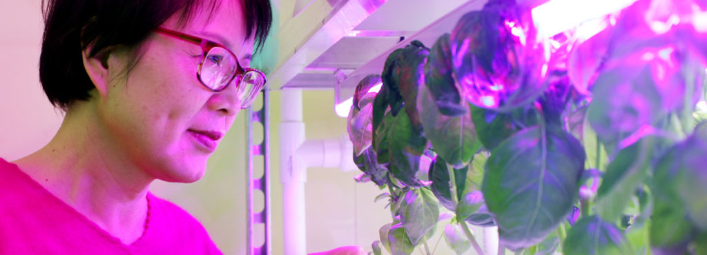Urban Agriculture Professor Genhua Niu, Ph.D., peers into a vertical grow rack.