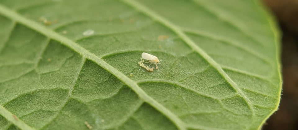 An adult sweet potato whitefly on the underside of a poinsettia leaf with her recently produced group of eggs.