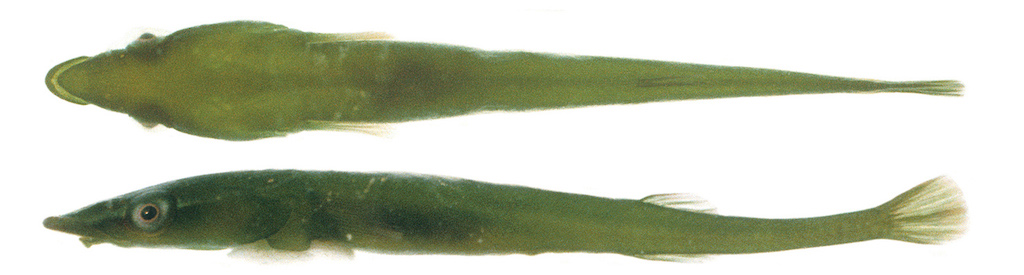 Barryichthys algicola, or green rat clingfish
