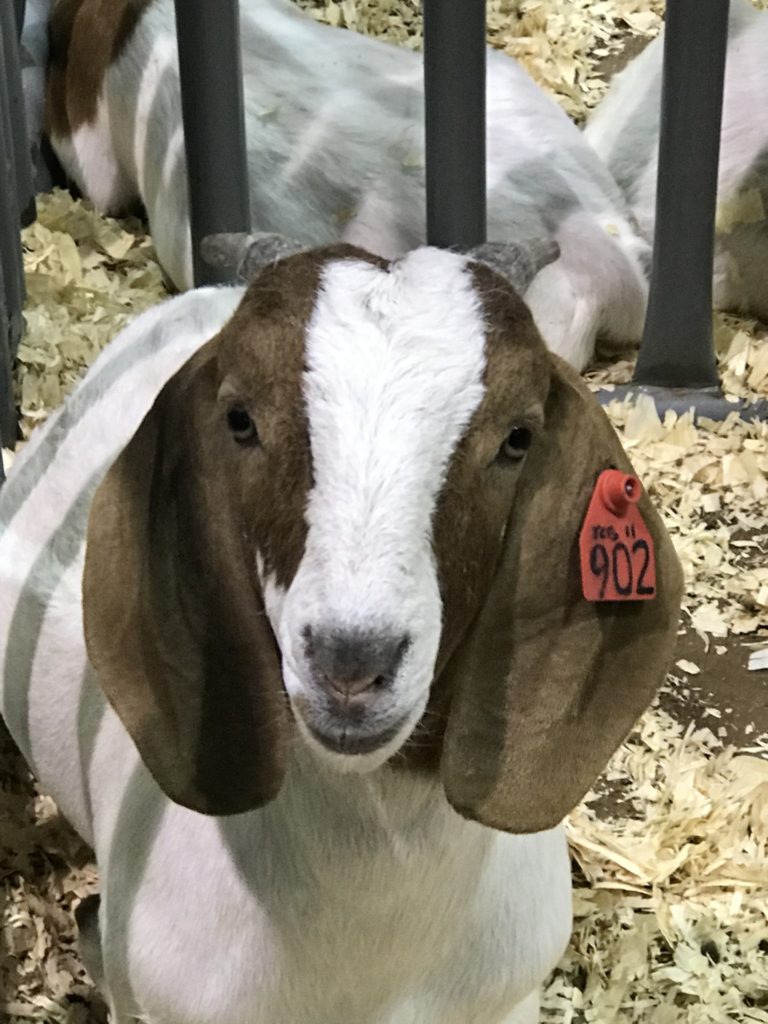 A close up goat face