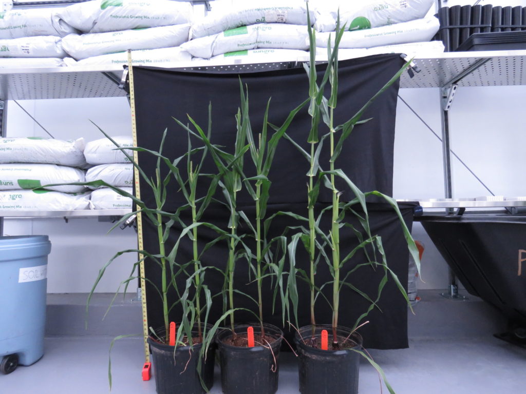 Besides improving immunity, Trichoderma promotes growth in corn, depending on strain. The two pots on the right contain different strains of Trichoderma; the one on the left has no Trichoderma.