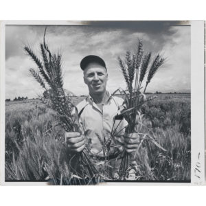 A young Norman Borlaug with wheat