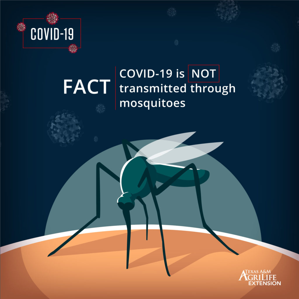 Mosquito graphic reading Fact:  COVID-19 is NOT transmitted through mosquitoes