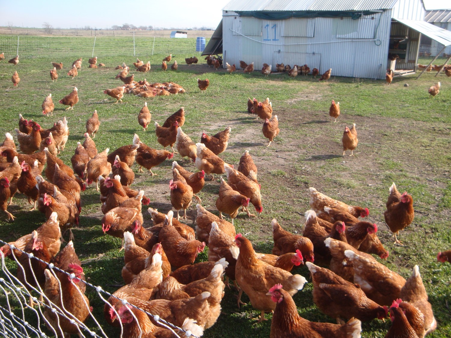 Backyard Chicken Flocks For Beginners Agrilife Today 