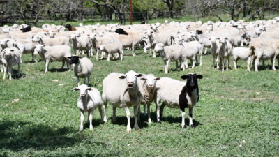 How COVID-19 impacts sheep and goats will be discussed April 1.heep in a pasture