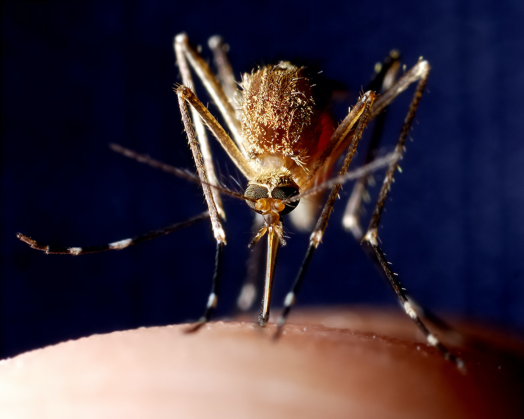 Can ticks and mosquitoes transmit the coronavirus?