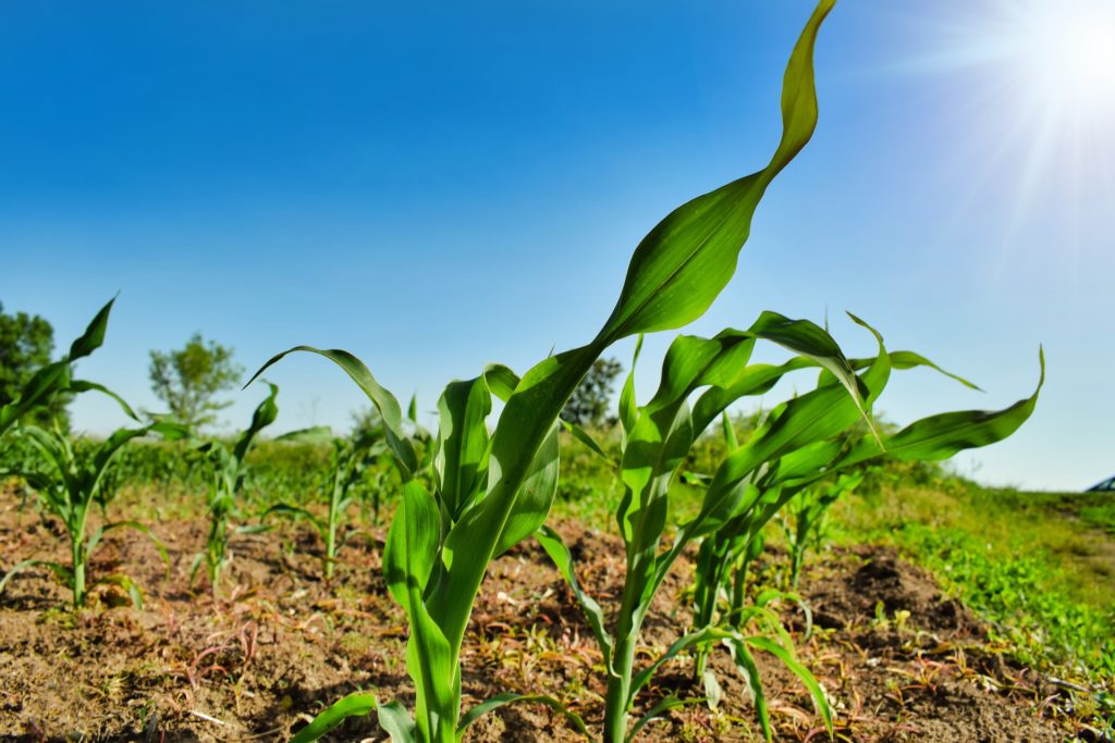 Corn plants growing in a field may be susceptible to corn rootworms.