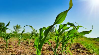 Texas A&M AgriLife scientists have uncovered a major part of the process in which beneficial fungi help corn plants defend against pathogens