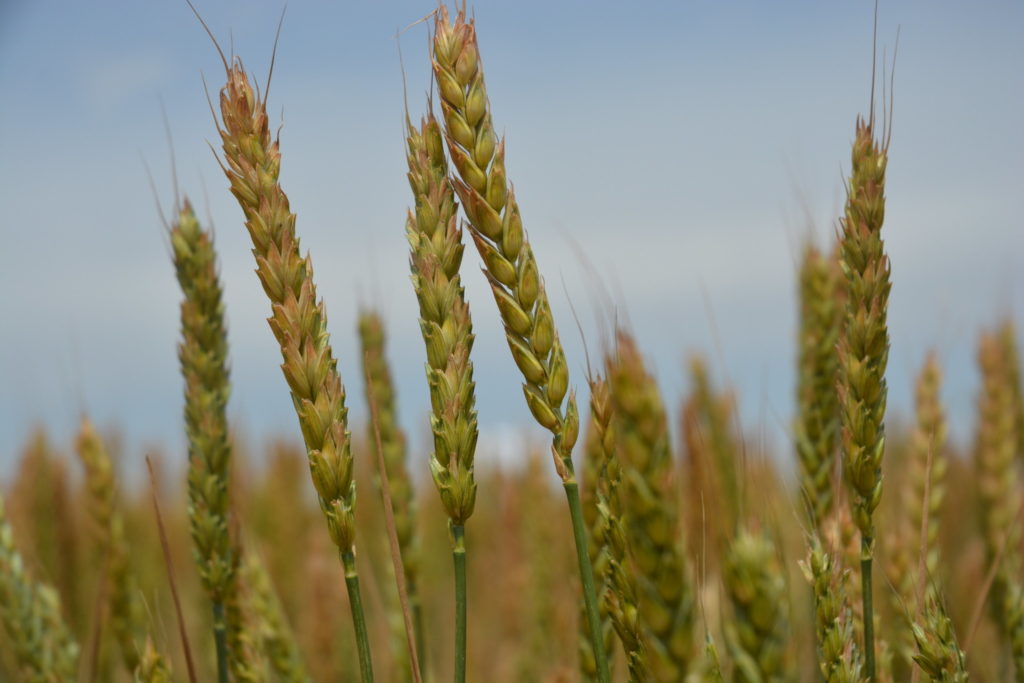 Close up of wheat in a field