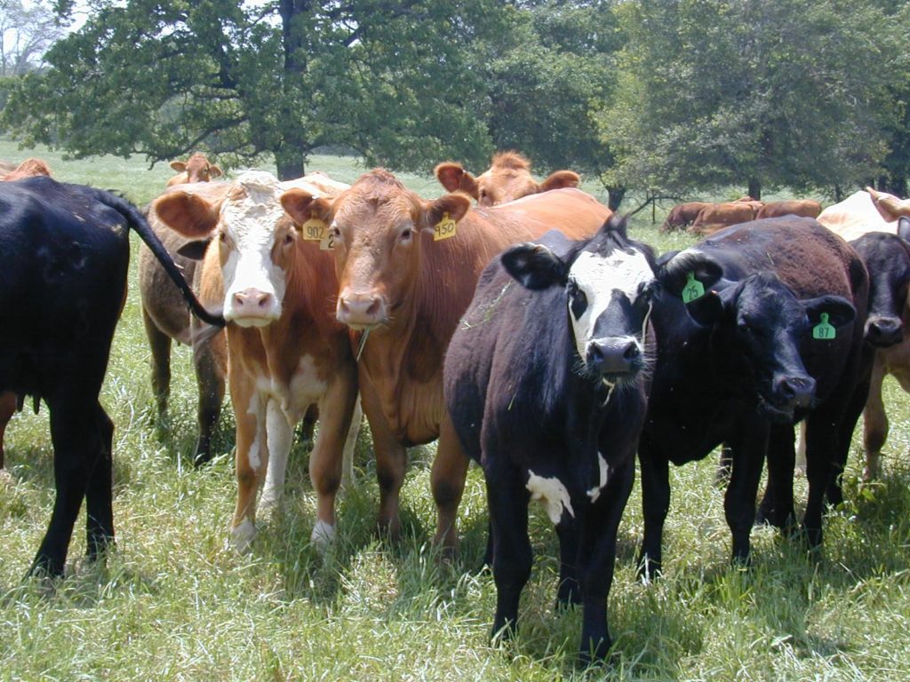 Herd of beef cattle - Southwest Beef Symposium