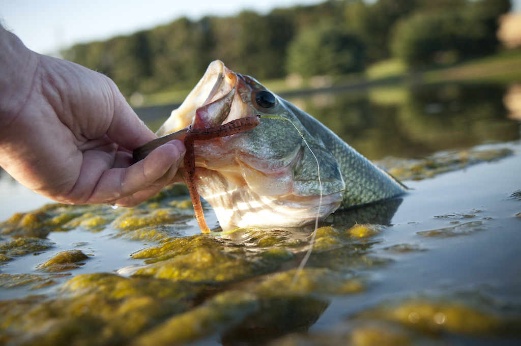 Catch-and-Release vs. Catch-and-Eat Bass Fishing