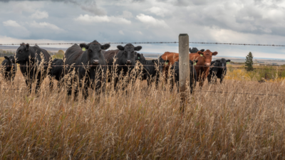 Cattle on fence line