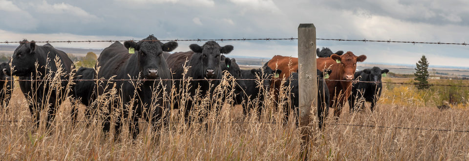 Cattle on fence line crop