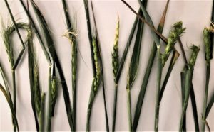 wheat shows freeze injury