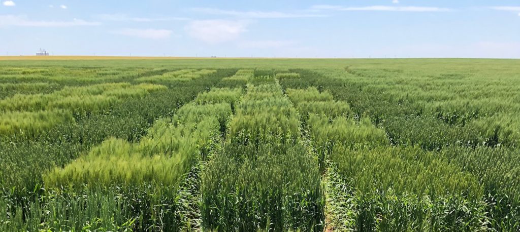 wheat plot fields