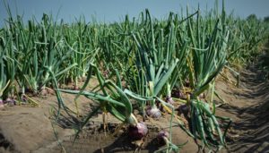 Close up picture of onions growing in a field. 