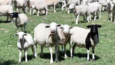 A flock of dorper sheep