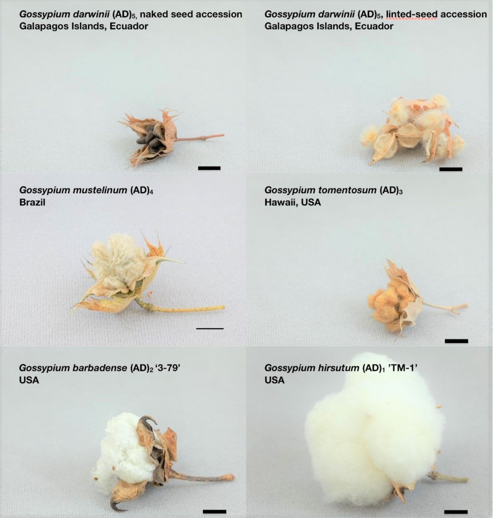 cotton life cycle