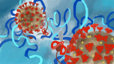 The novel coronavirus contains a specific enzyme that acts like a pair of “molecular scissors,” cutting large proteins into the smaller pieces required for the virus to reproduce. Texas A&M researchers are developing an antiviral inhibitor to target this enzyme. (Illustration by Anne Fu, Research Communications and Public Relations)