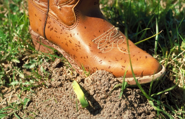 red fire ants covering a boot