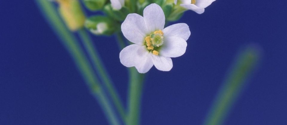 Arabidopsis, the model plant used in the study