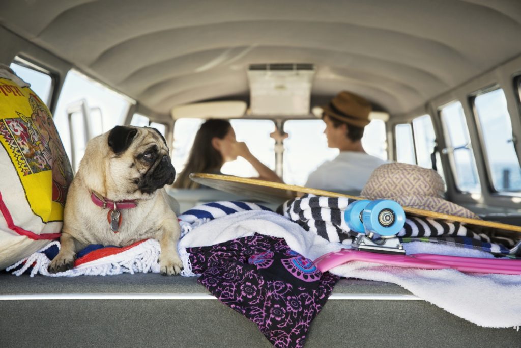 couple and dog on a road trip