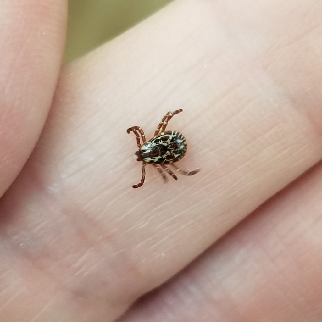 Close up of an American dog tick on a person's finger