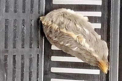 A grayish/white puss caterpillar is tear dropped shaped with its entire body covered in barbs which look like soft fur. It appears to be on a metal grate or surface.