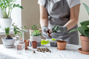 Woman hand transplanting succulent in ceramic pot on the table.