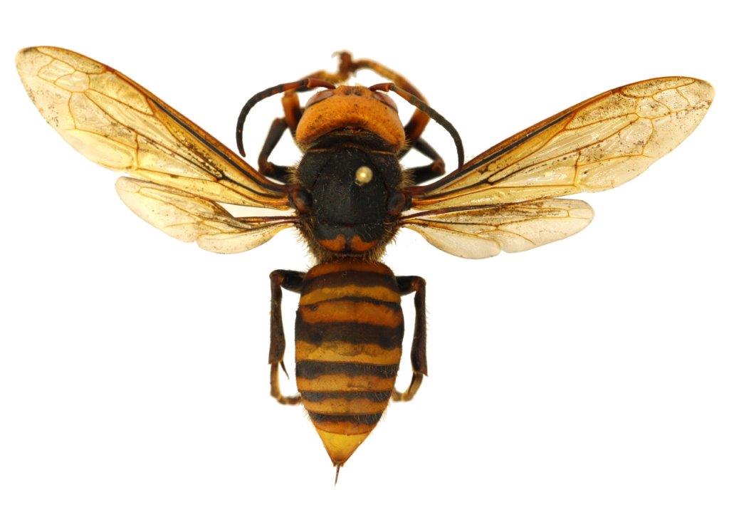 Top view of an Asian giant hornet. Washington State Department of Agriculture