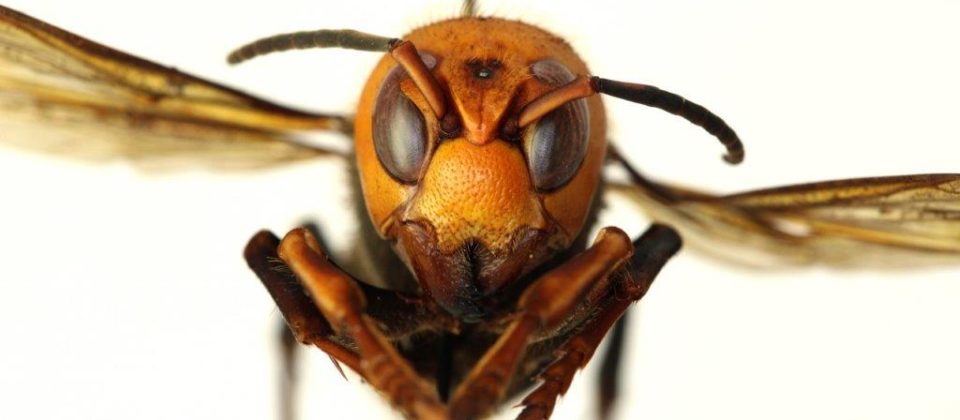 Asian giant hornet. Washington State Department of Agriculture