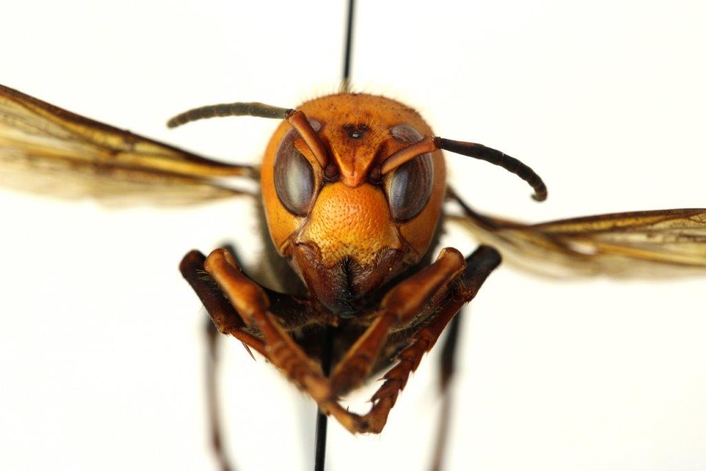Asian giant hornet or murder hornet. Washington State Department of Agriculture