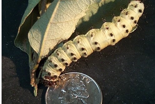 Buck moth caterpillar next to a quarter for size comparison. The caterpillar is a pale green/yellow color with brown bards in rows along its back.