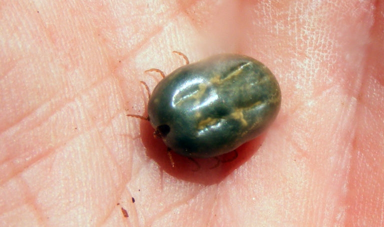 Close up of a live cattle fever tick