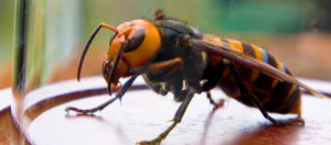 Asian giant hornets were among the top stories