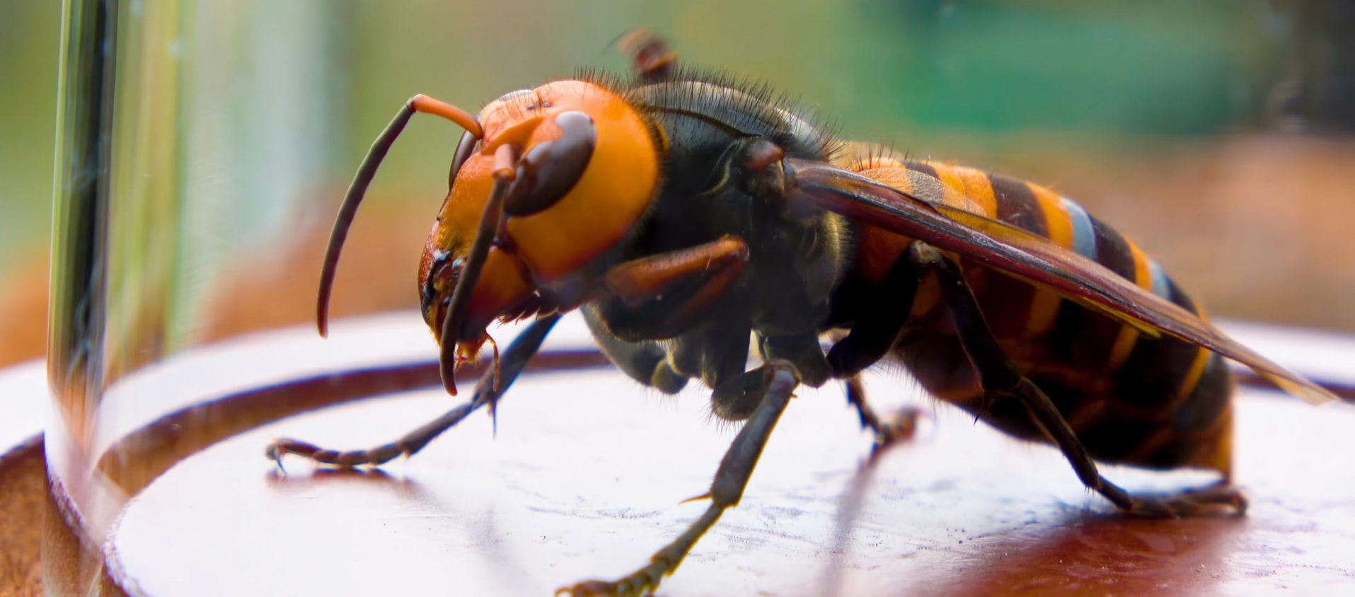 Get to know the Asian giant hornet, or 'murder hornet' - AgriLife Today