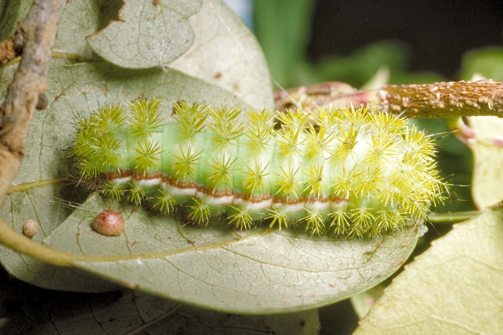 Io moth caterpillar on a green leaf. The light green io has cactus-like spines that are also green all over its body.