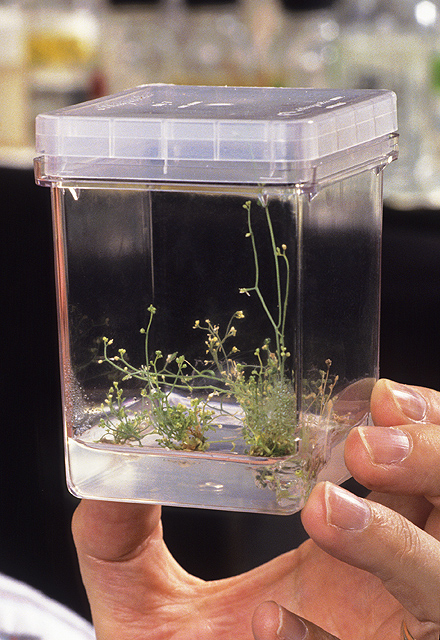 Arabidopsis, the model plant used in the study. Photo by Keith Weller, USDA Agricultural Research Service