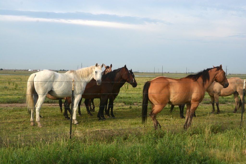 A team of horses standing in pasture