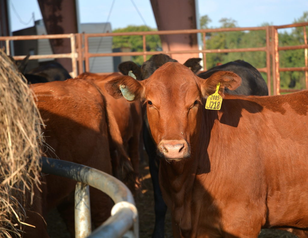 Cattle around feed trough