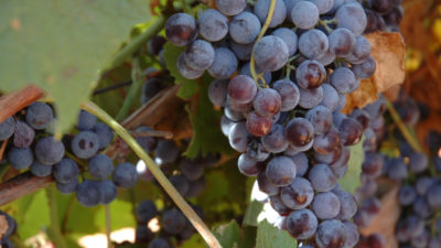 Close up of wine grapes on the vine.