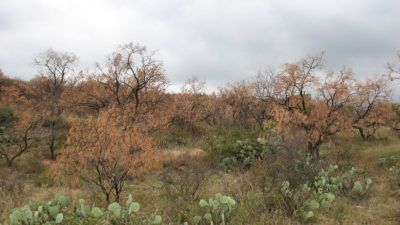 rangeland with cactus and mesquite
