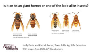 Asian giant hornet