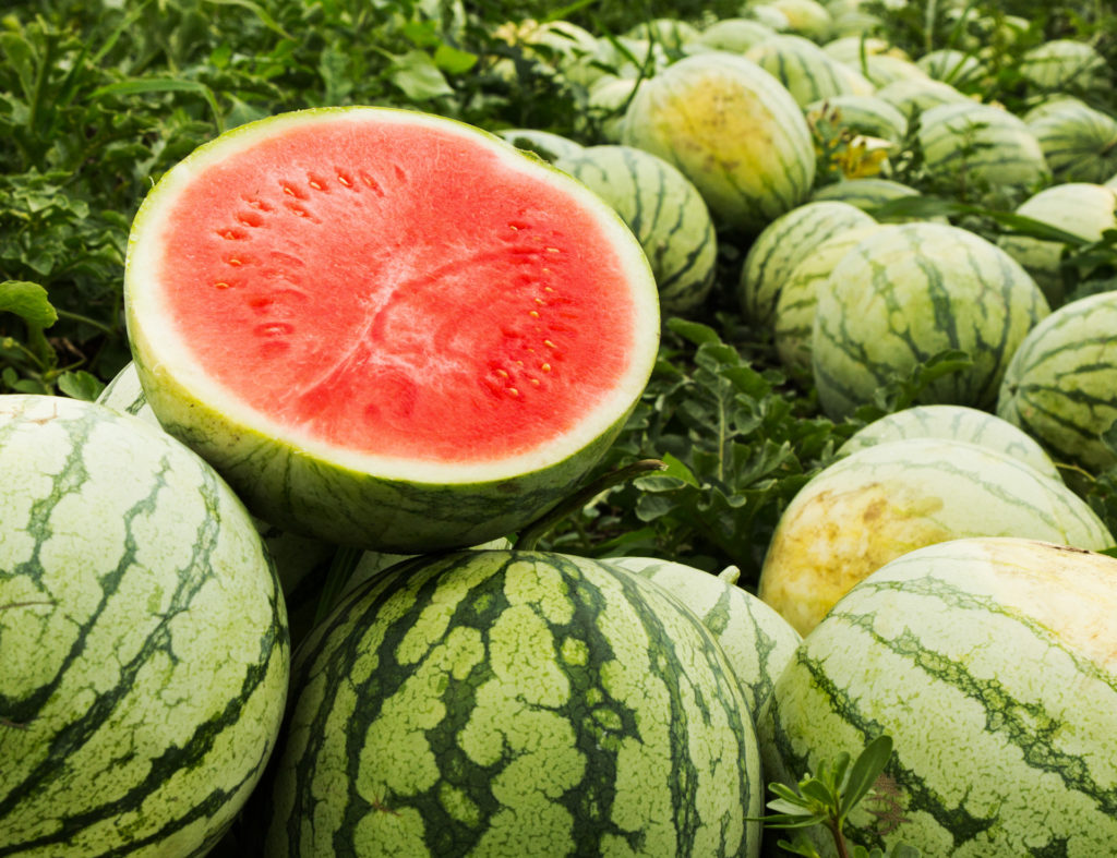 Red cut watermelon on a pile of ripe watermelons in a field.