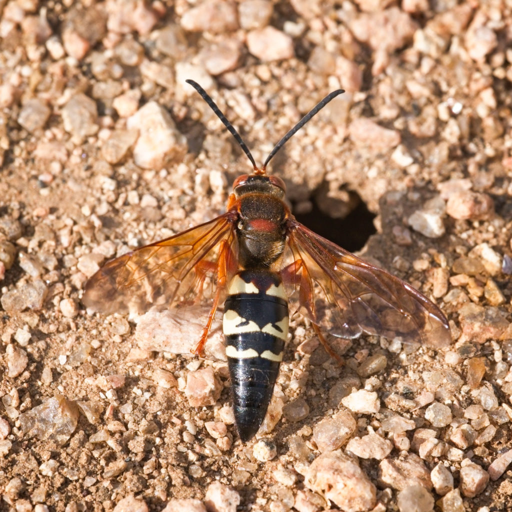 Cicada killer wasp commonly mistaken for the Northern giant hornet
