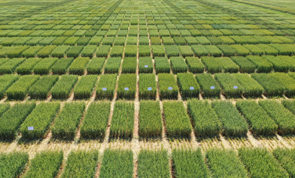 a field of small rectangular plots of different varieties of wheat in their green growth stage which result in a wheat "Picks" list being formulated