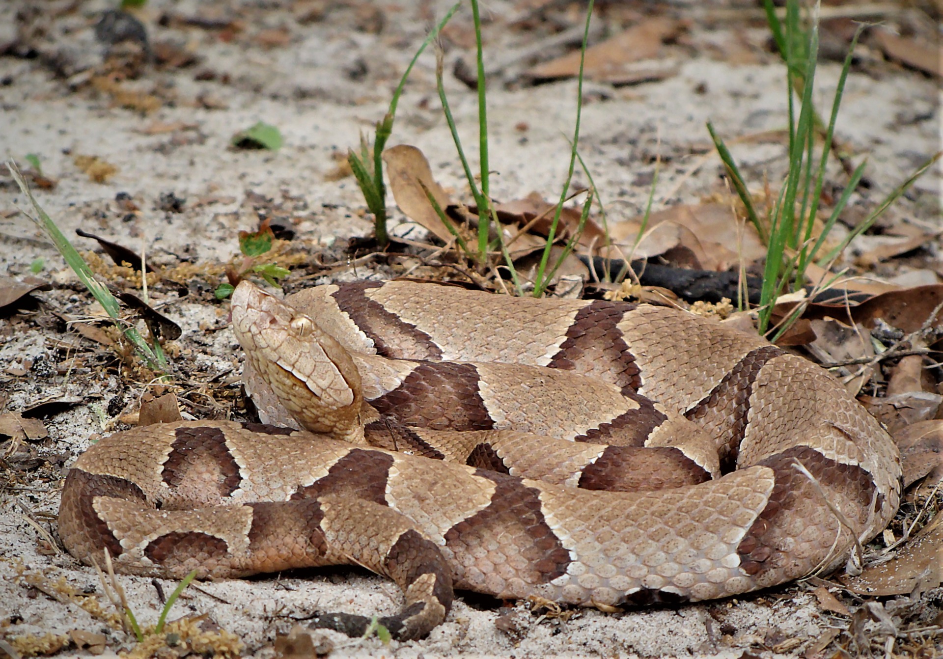 central texas snake identification