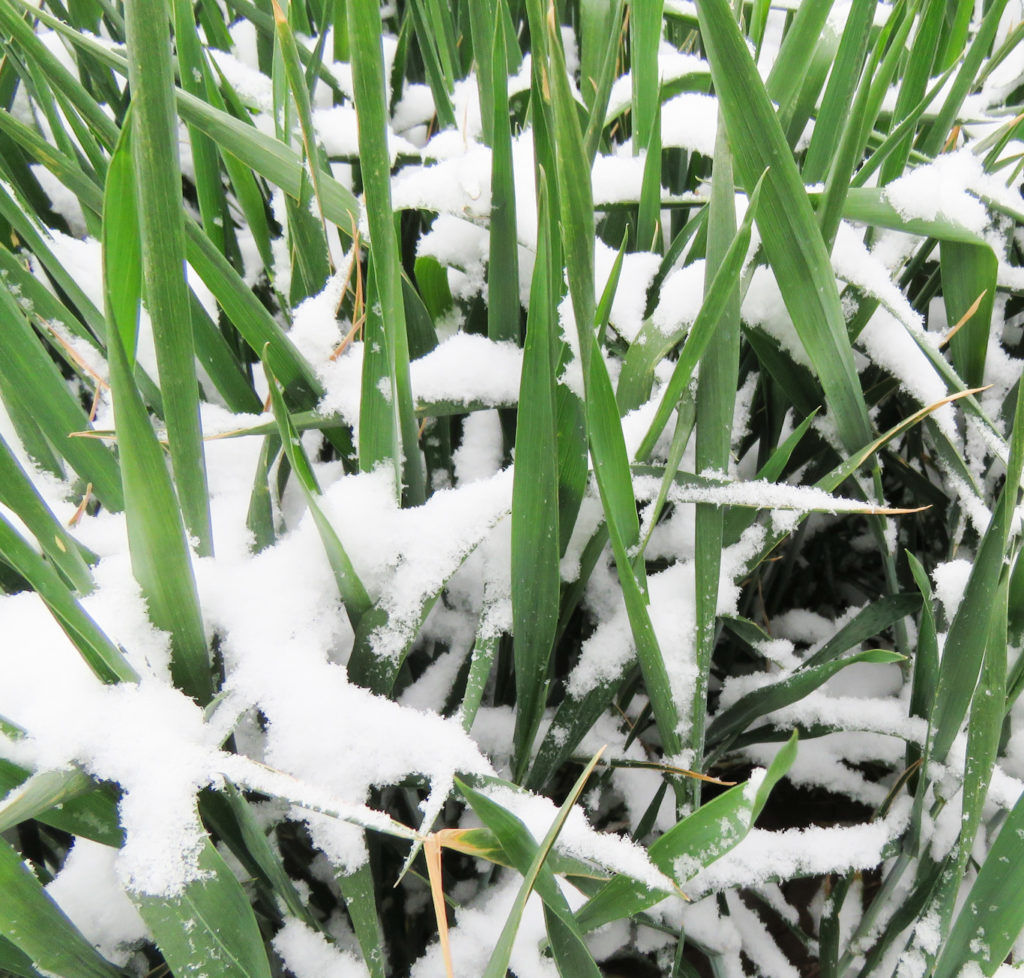 snow covered wheat plants