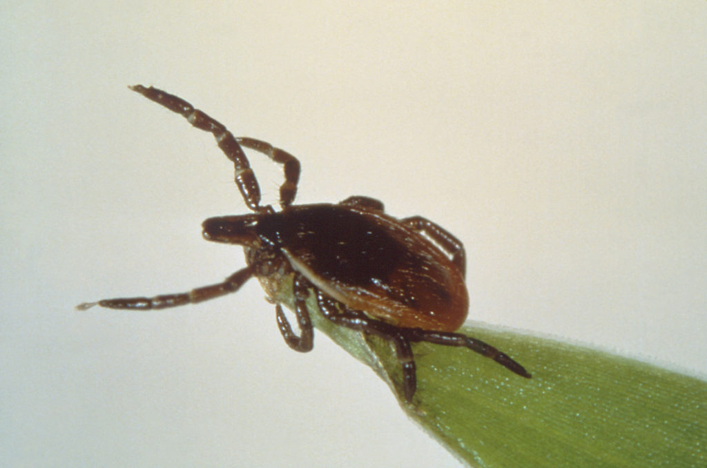 The deer tick, or blacklegged tick, transmits the Lyme disease bacterium